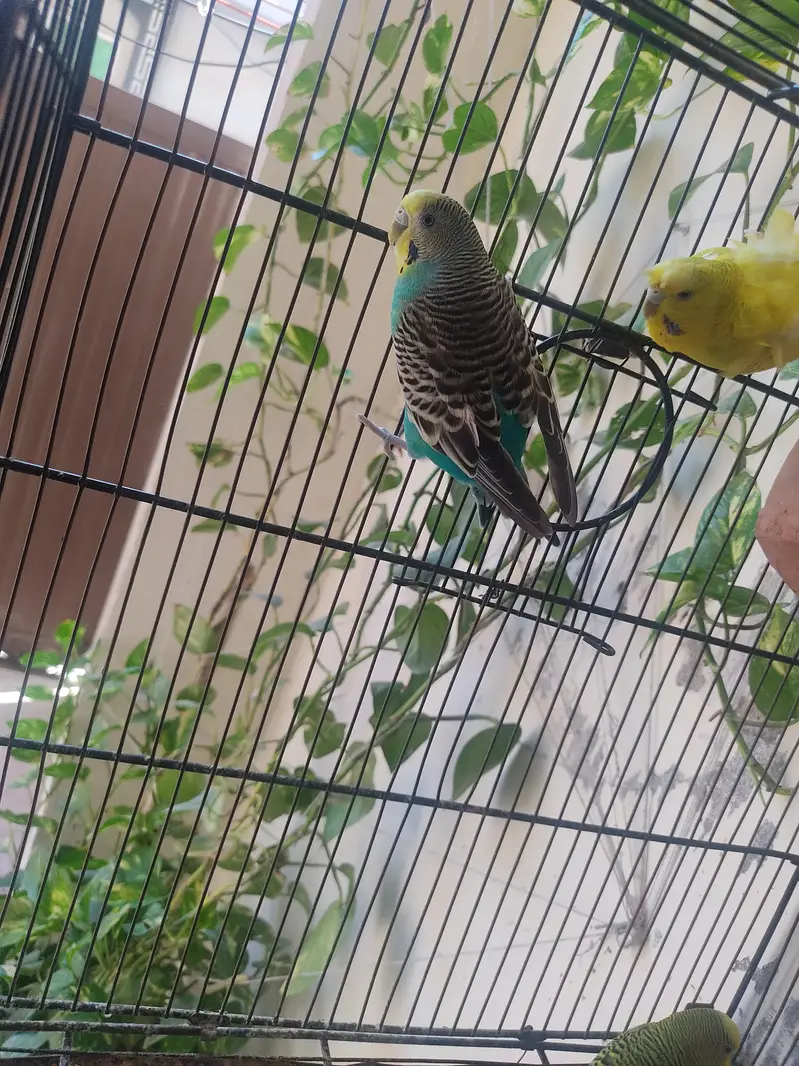 Budgies for Sale 2 Hogoromo females , breader male red — photo 6