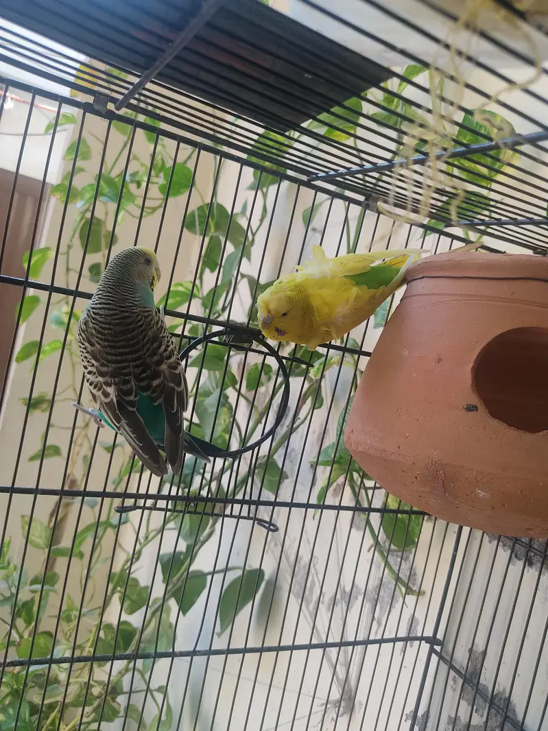 Budgies for Sale 2 Hogoromo females , breader male red — photo 7