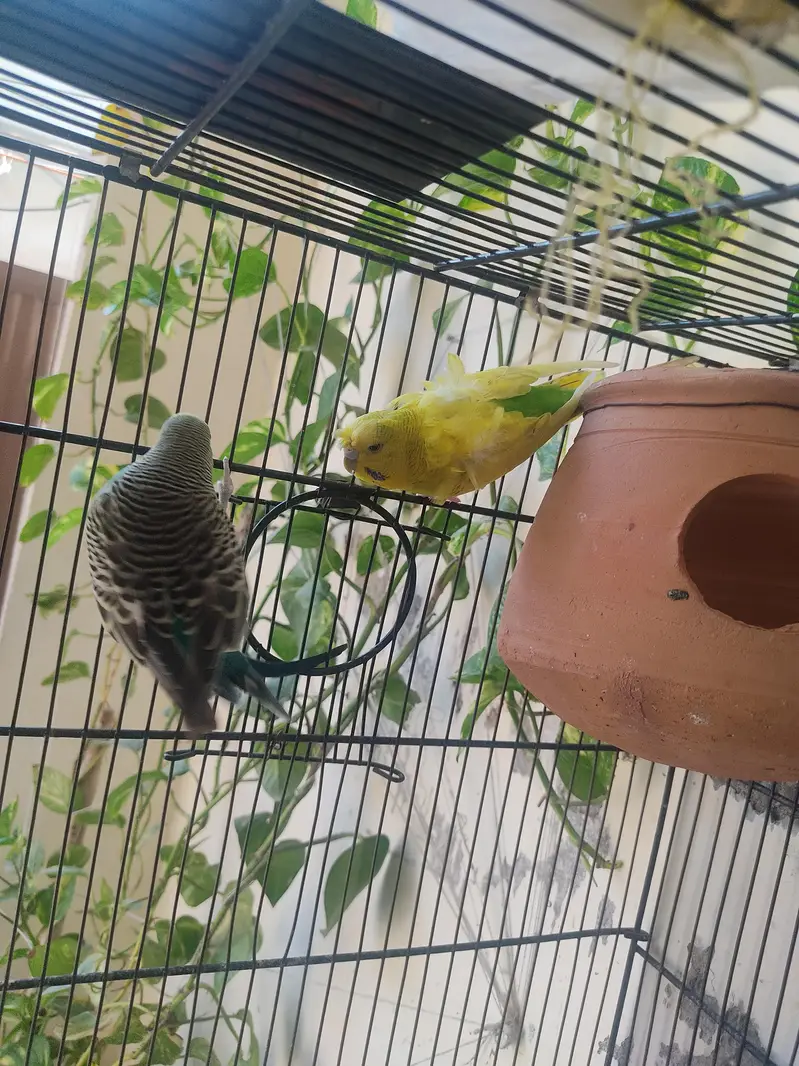 Budgies for Sale 2 Hogoromo females , breader male red — photo 8