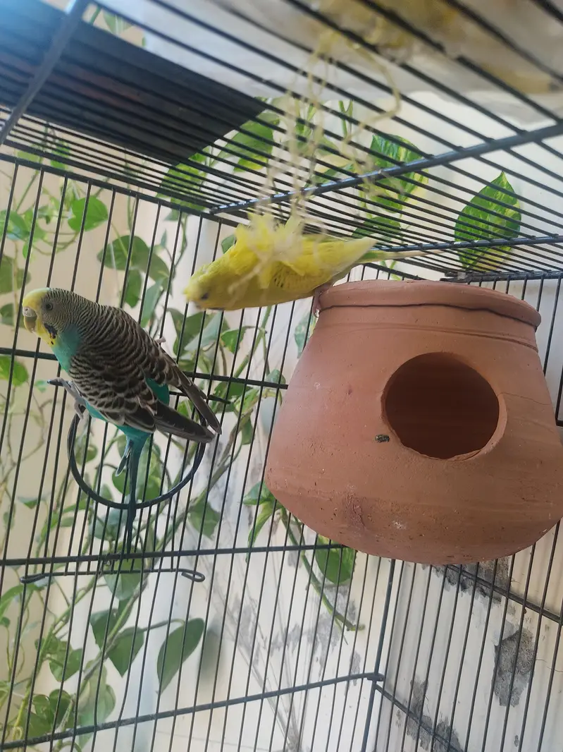 Budgies for Sale 2 Hogoromo females , breader male red — photo 9