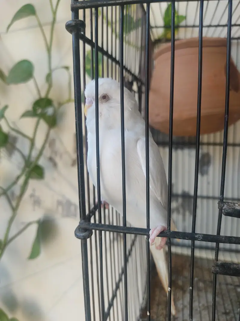 Budgies for Sale 2 Hogoromo females , breader male red — photo 10