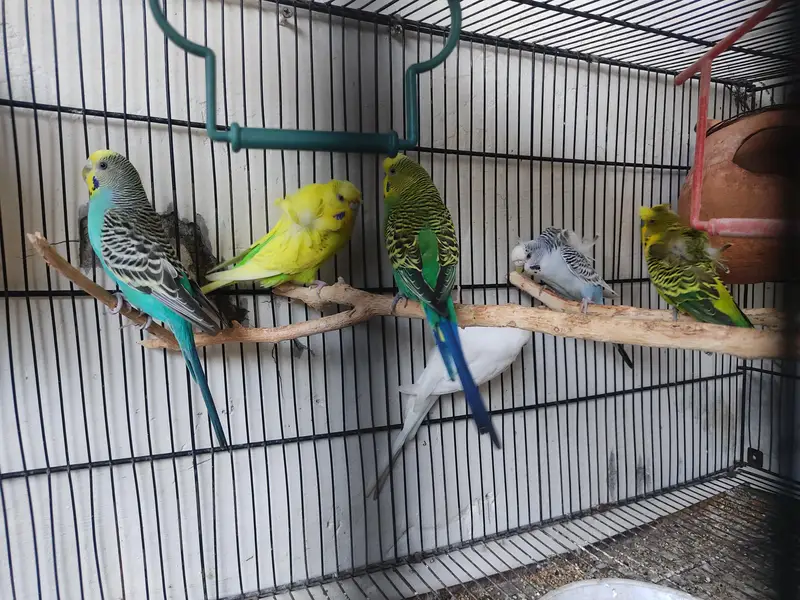 Budgies for Sale 2 Hogoromo females , breader male red — photo 11