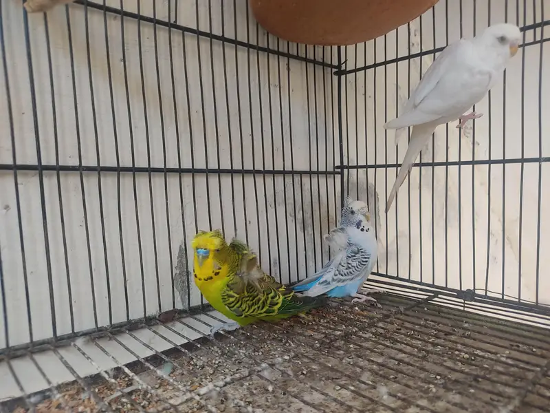 Budgies for Sale 2 Hogoromo females , breader male red — photo 12