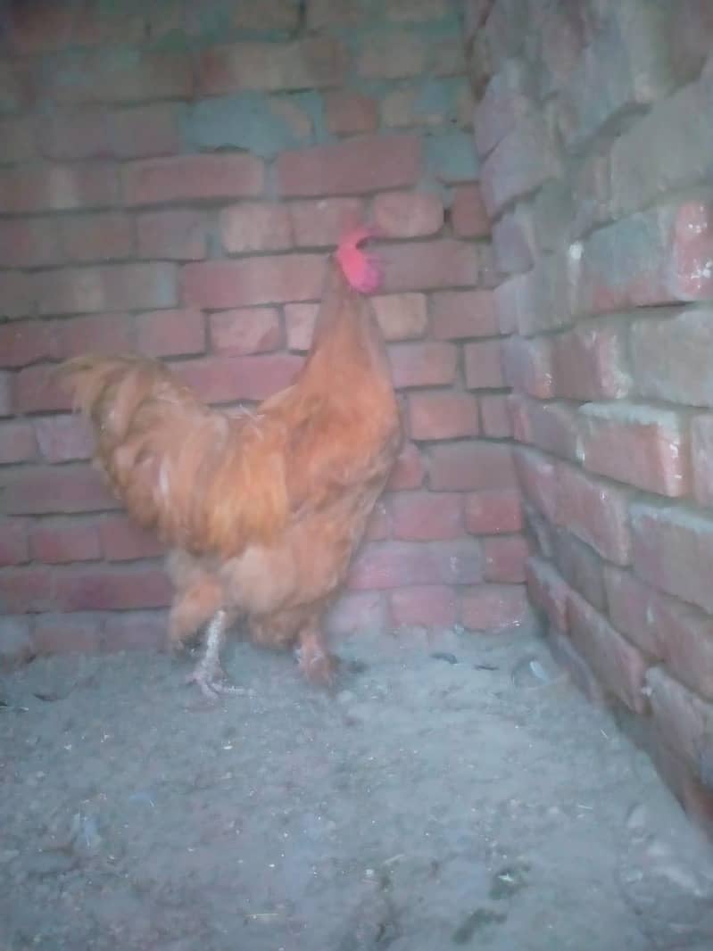 golden buff 0