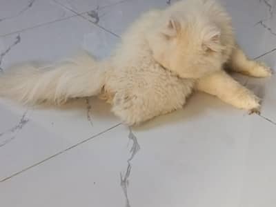 Persian munch face cat