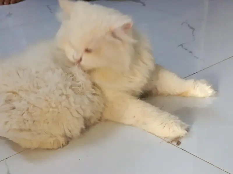 Persian munch face cat — photo 2