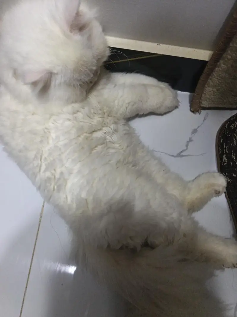 Persian munch face cat — photo 3