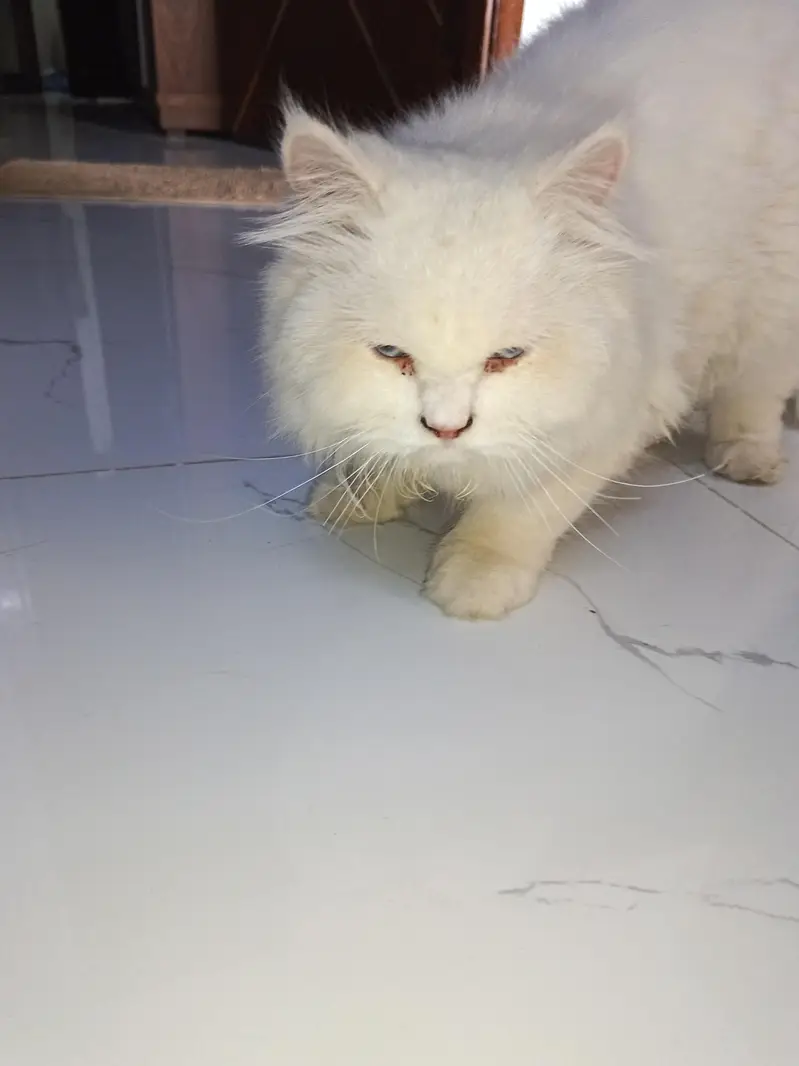 Persian munch face cat — photo 4