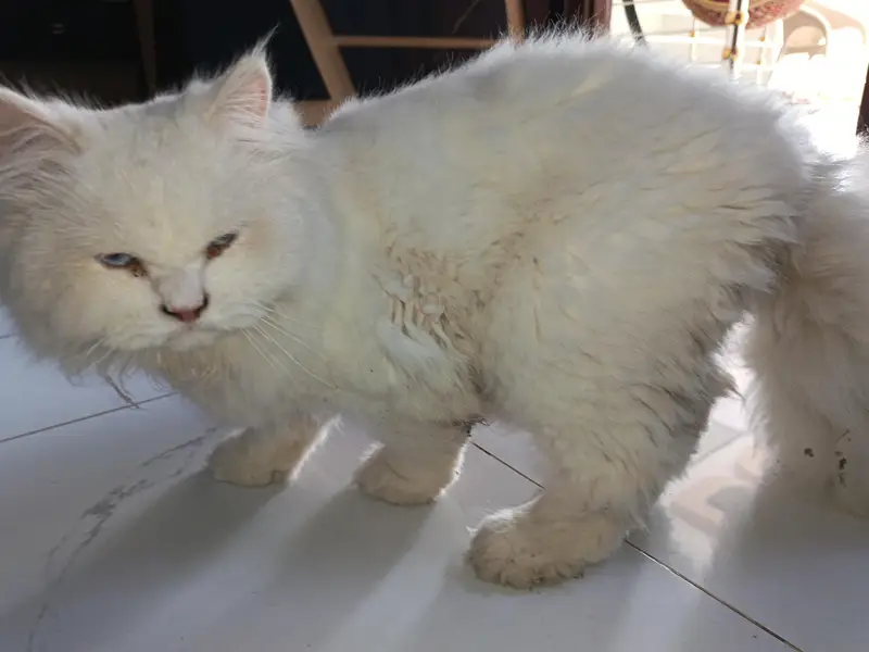 Persian munch face cat — photo 5