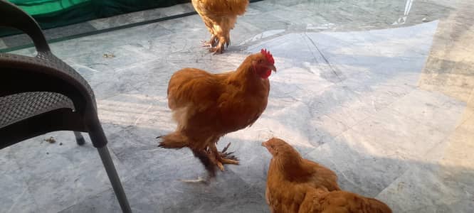 golden buff for sale