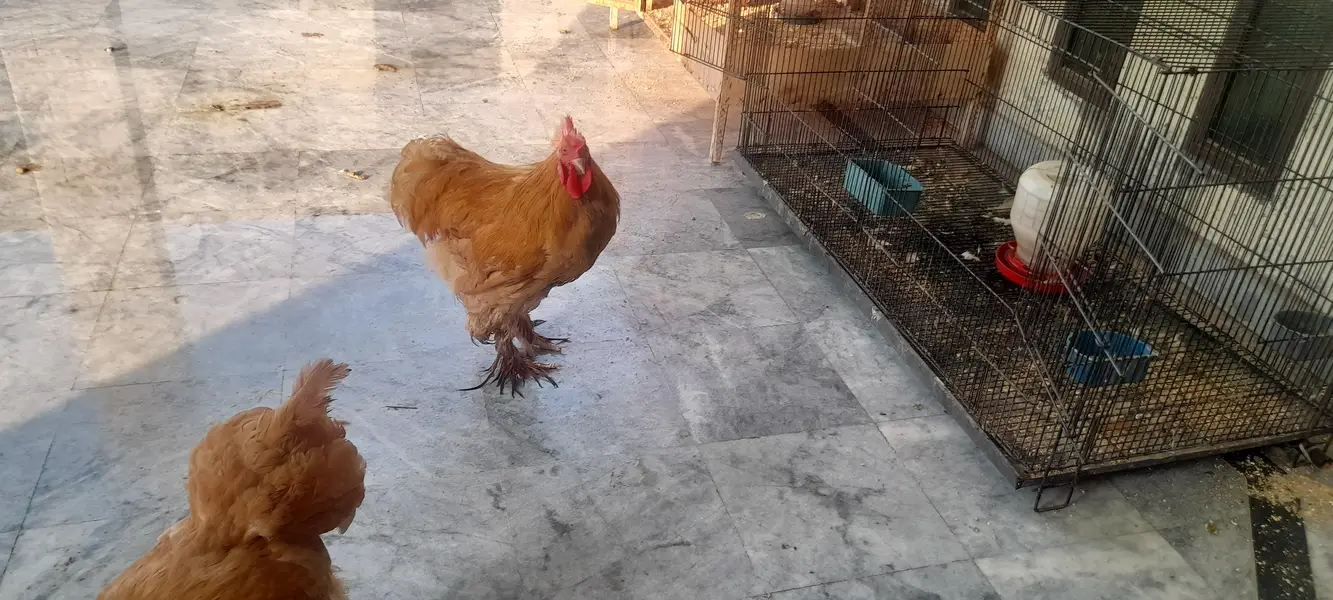 golden buff for sale — photo 2
