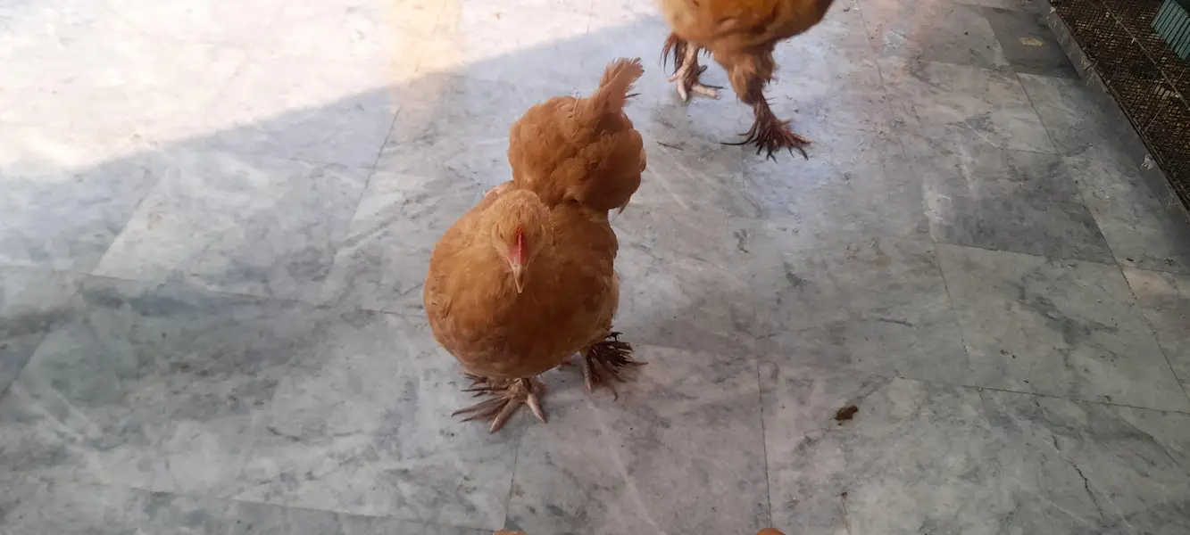 golden buff for sale — photo 3