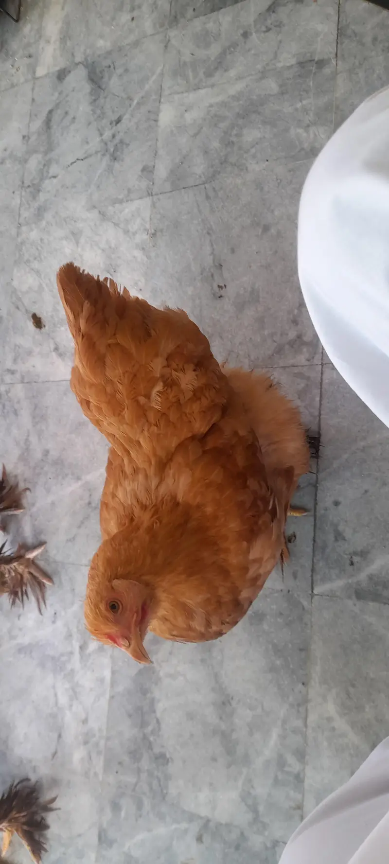golden buff for sale — photo 4