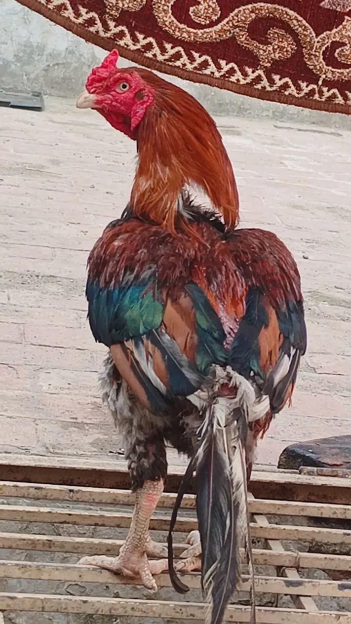 Aseel 2 male 3 female for sale — photo 2