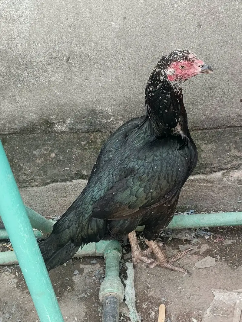 Aseel 2 male 3 female for sale — photo 3