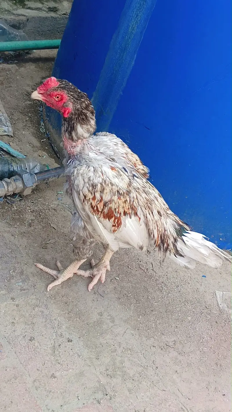 Aseel 2 male 3 female for sale — photo 4