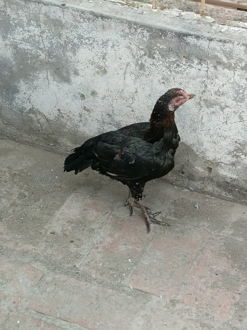 Aseel 2 male 3 female for sale — photo 5