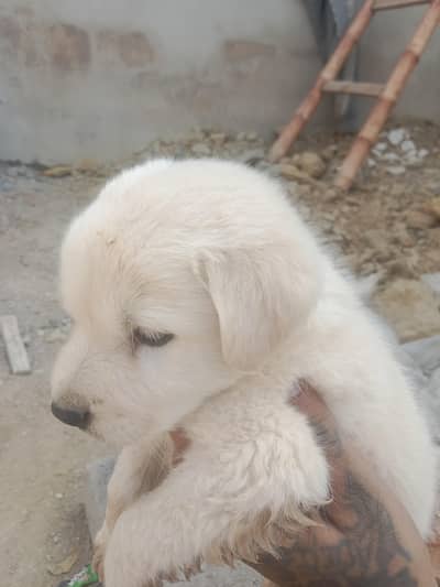 Labrador applehead