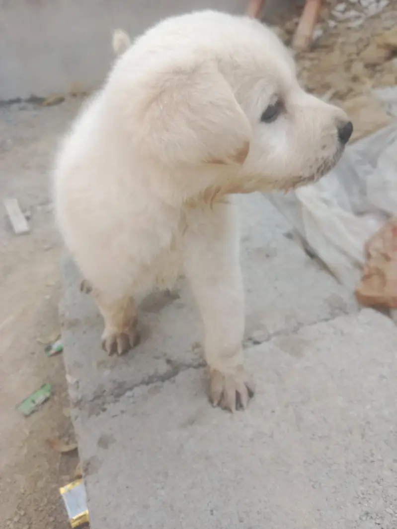 Labrador applehead — photo 2