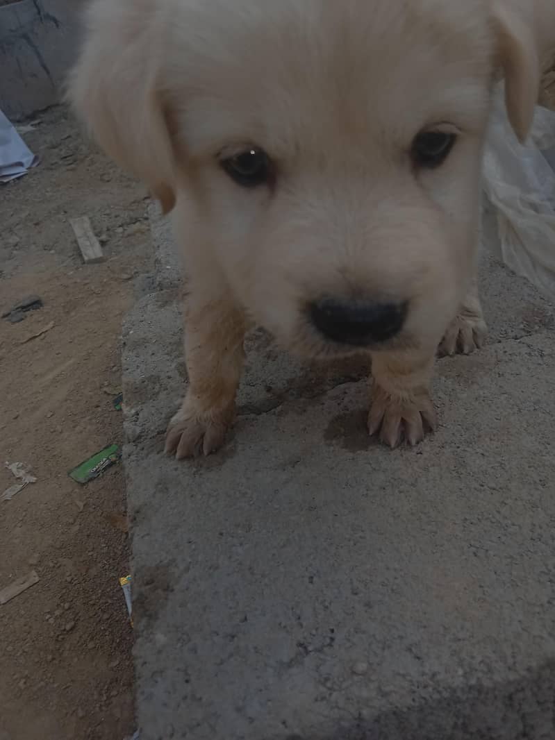 Labrador applehead 2