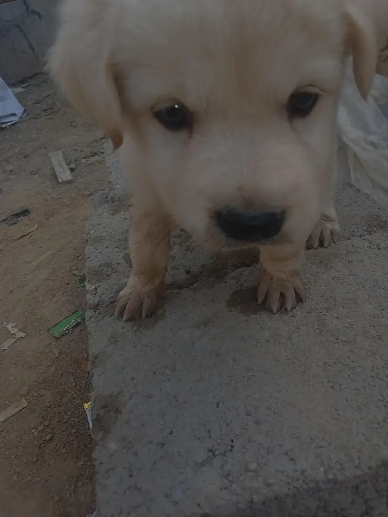Labrador applehead — photo 3