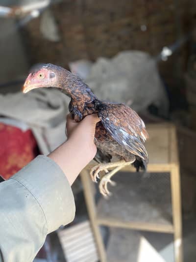 Pure aseel patha chick murga