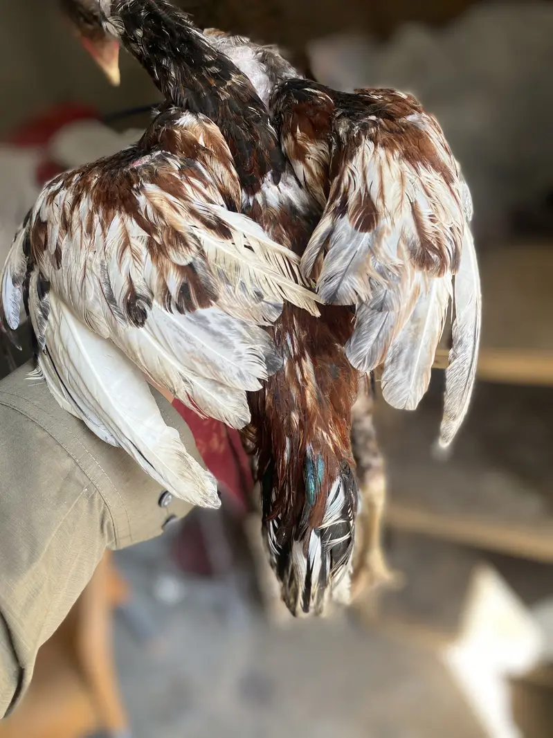 Pure aseel patha chick murga — photo 6