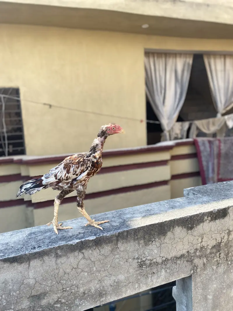 Pure aseel patha chick murga — photo 7