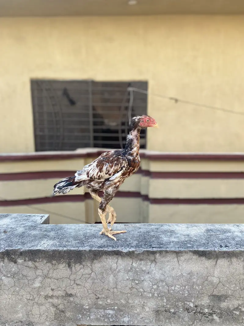 Pure aseel patha chick murga — photo 8