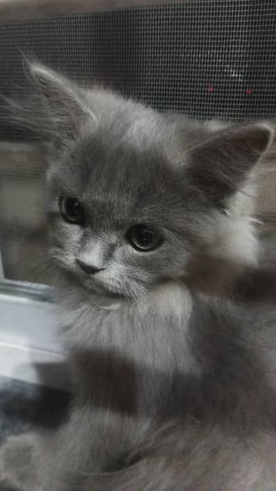 triple coat grey Persian kitten female