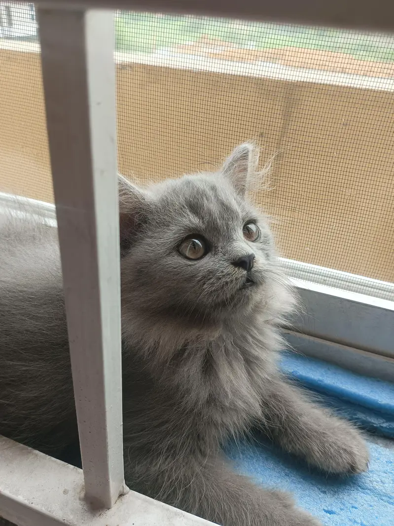 triple coat grey Persian kitten female — photo 2