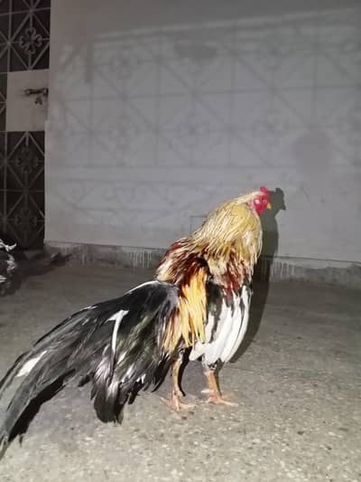 Aseel zero size