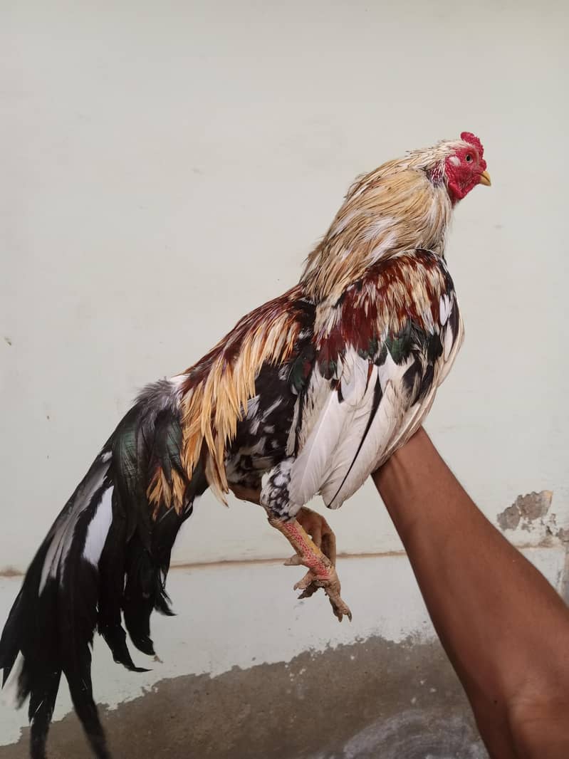 Aseel zero size 1