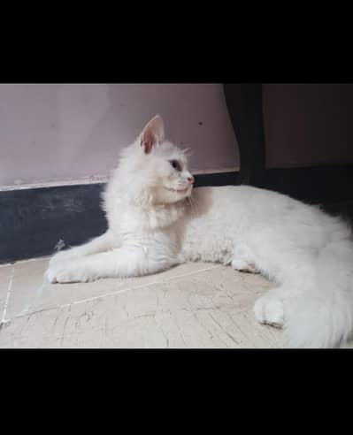 Persian Kitten for Sale