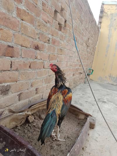 aseel mianwali murga for sale in jaranwala  03288063809