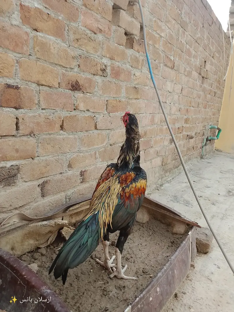 aseel mianwali murga for sale in jaranwala  03288063809 — photo 2
