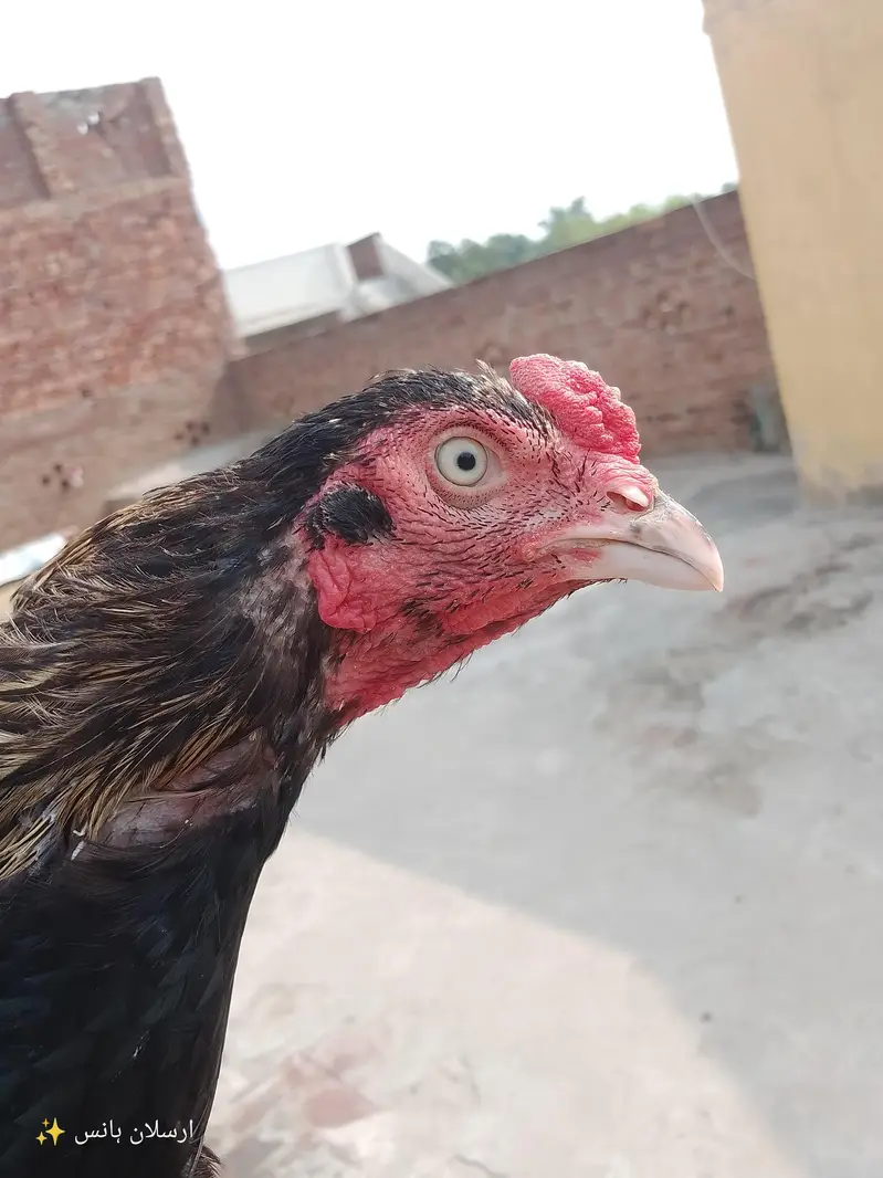 aseel mianwali murga for sale in jaranwala  03288063809 — photo 3