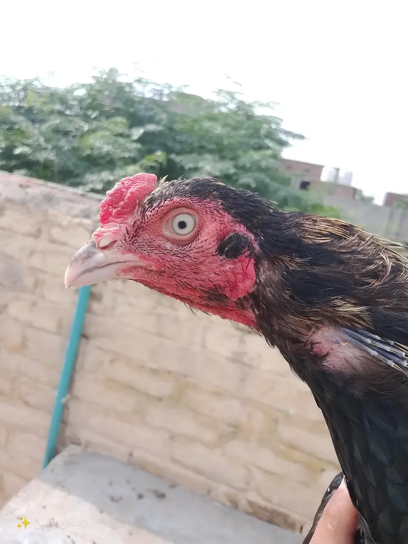 aseel mianwali murga for sale in jaranwala  03288063809 — photo 4