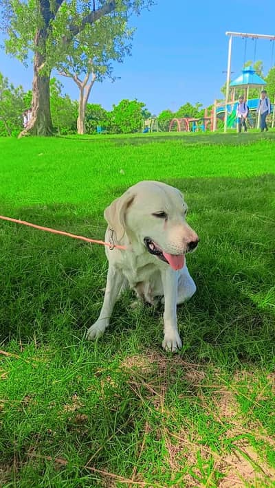 Labra dog female home dog