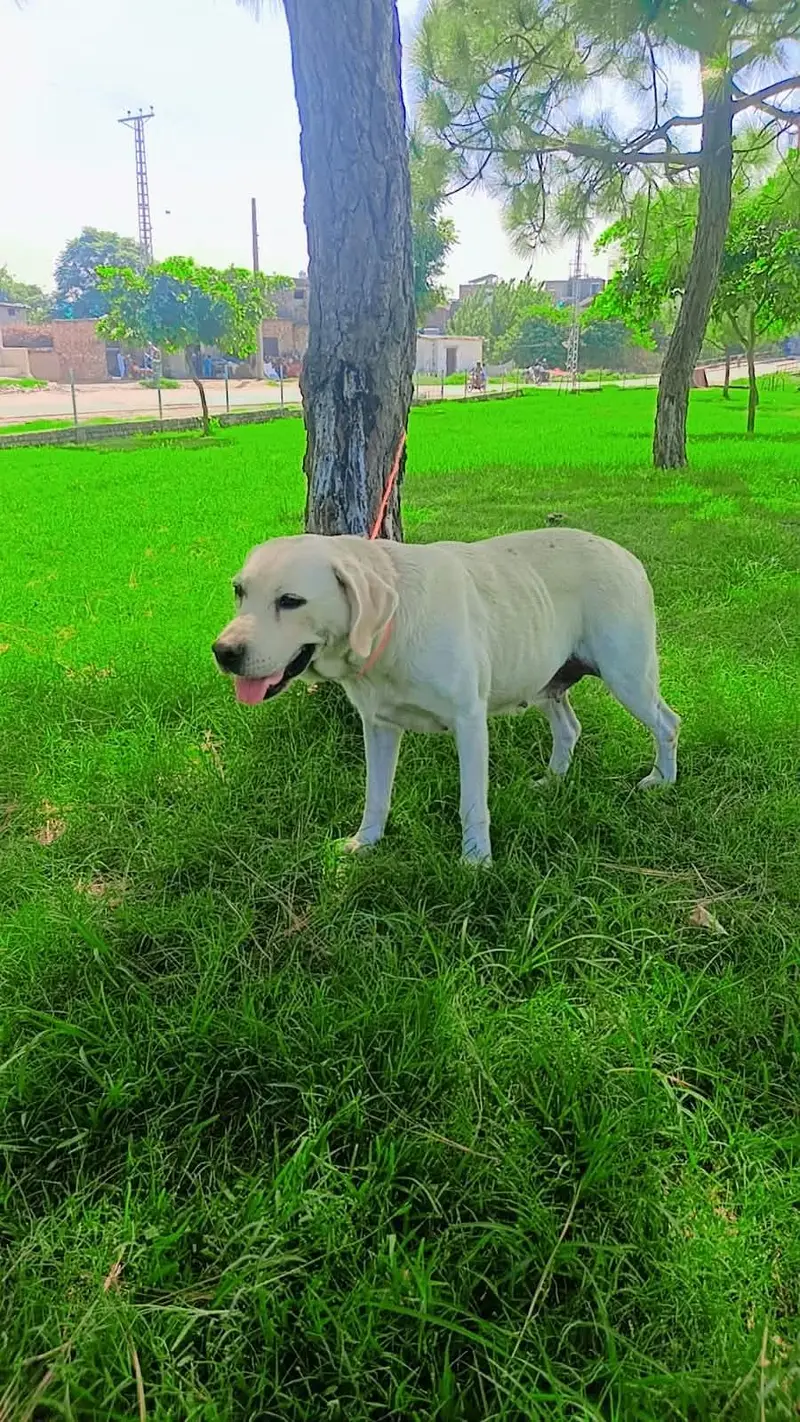 Labra dog female home dog — photo 2