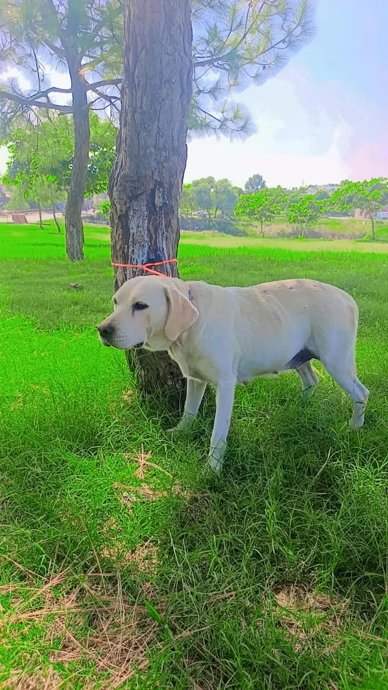 Labra dog female home dog — photo 3