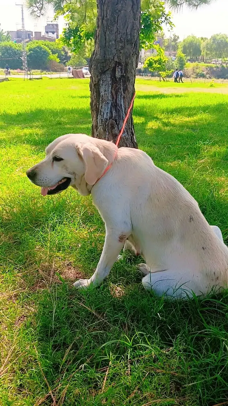 Labra dog female home dog — photo 4