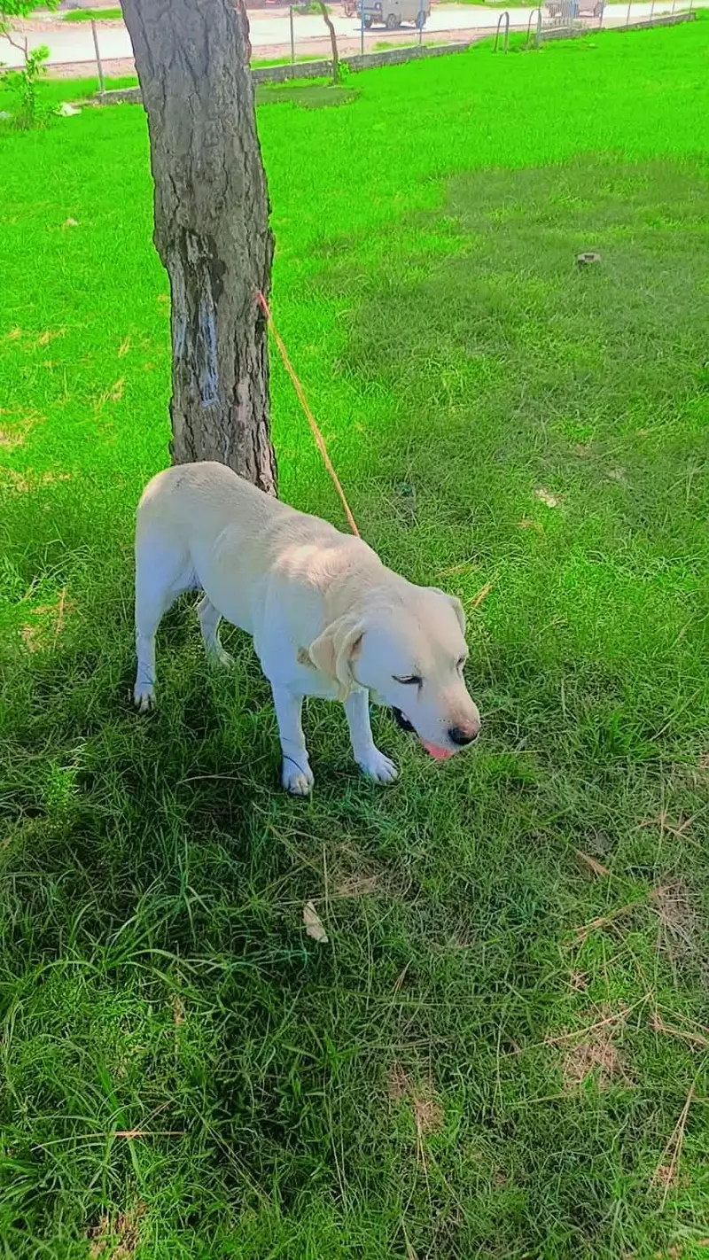 Labra dog female home dog — photo 5