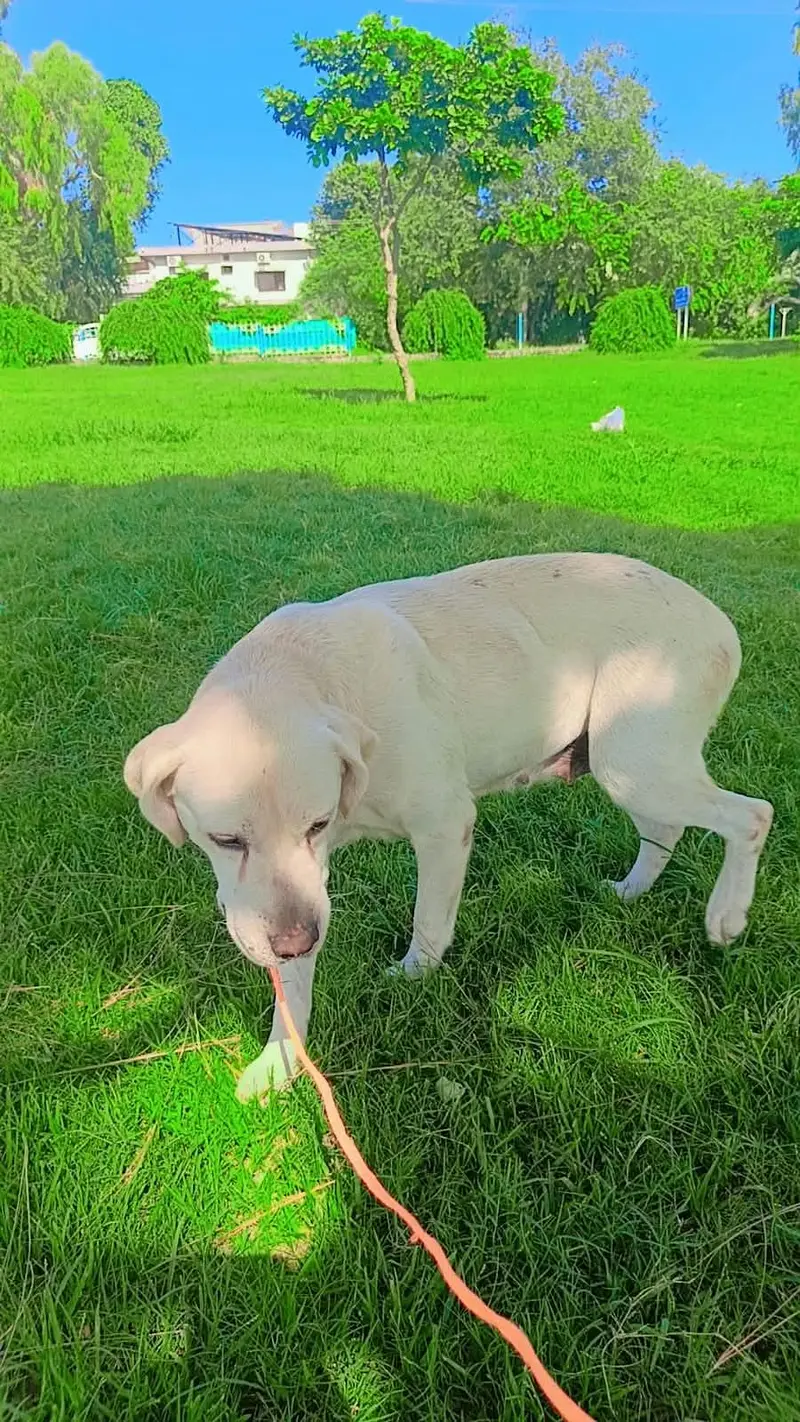 Labra dog female home dog — photo 6