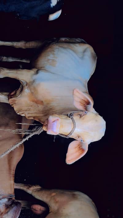 Nukkraa Calf For sale