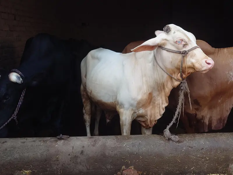 Nukkraa Calf For sale — photo 2