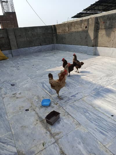 Desi hens