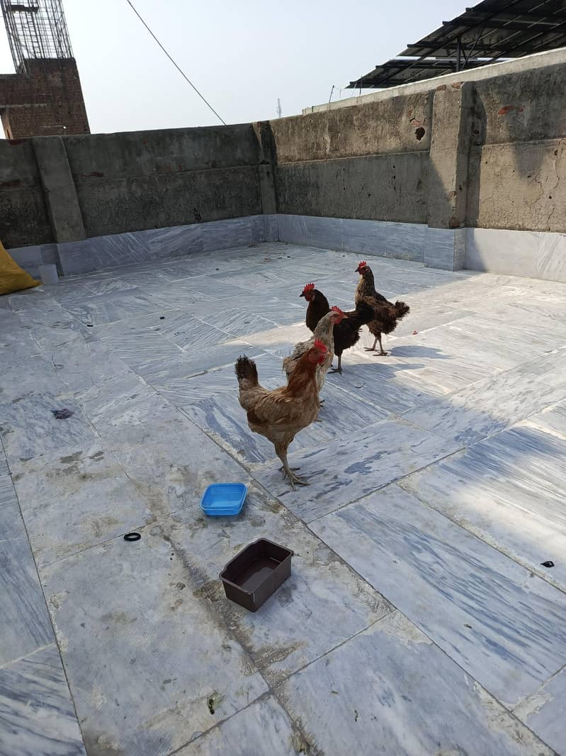 Desi hens 0