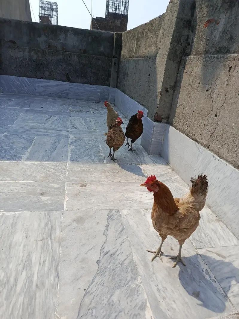 Desi hens — photo 2
