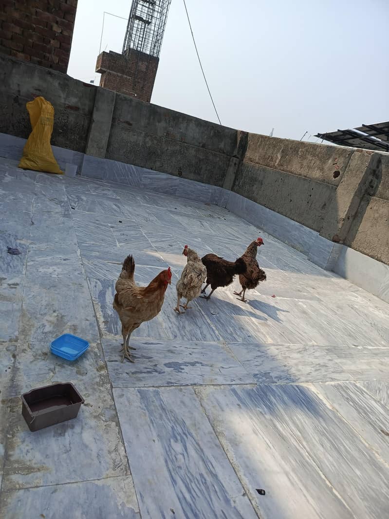 Desi hens 2